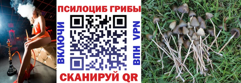 гидра ССЫЛКА  купить  цена  Кочубеевское  Псилоцибиновые грибы Psilocybine cubensis 
